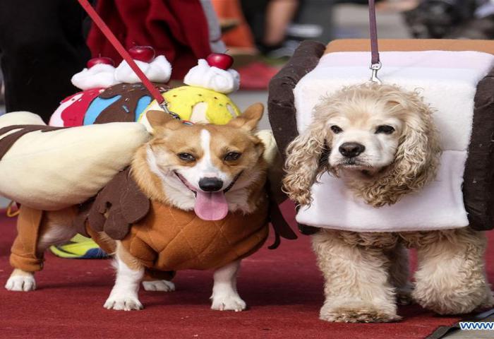 Parade Anjing Lucu Haute Dog Halloween